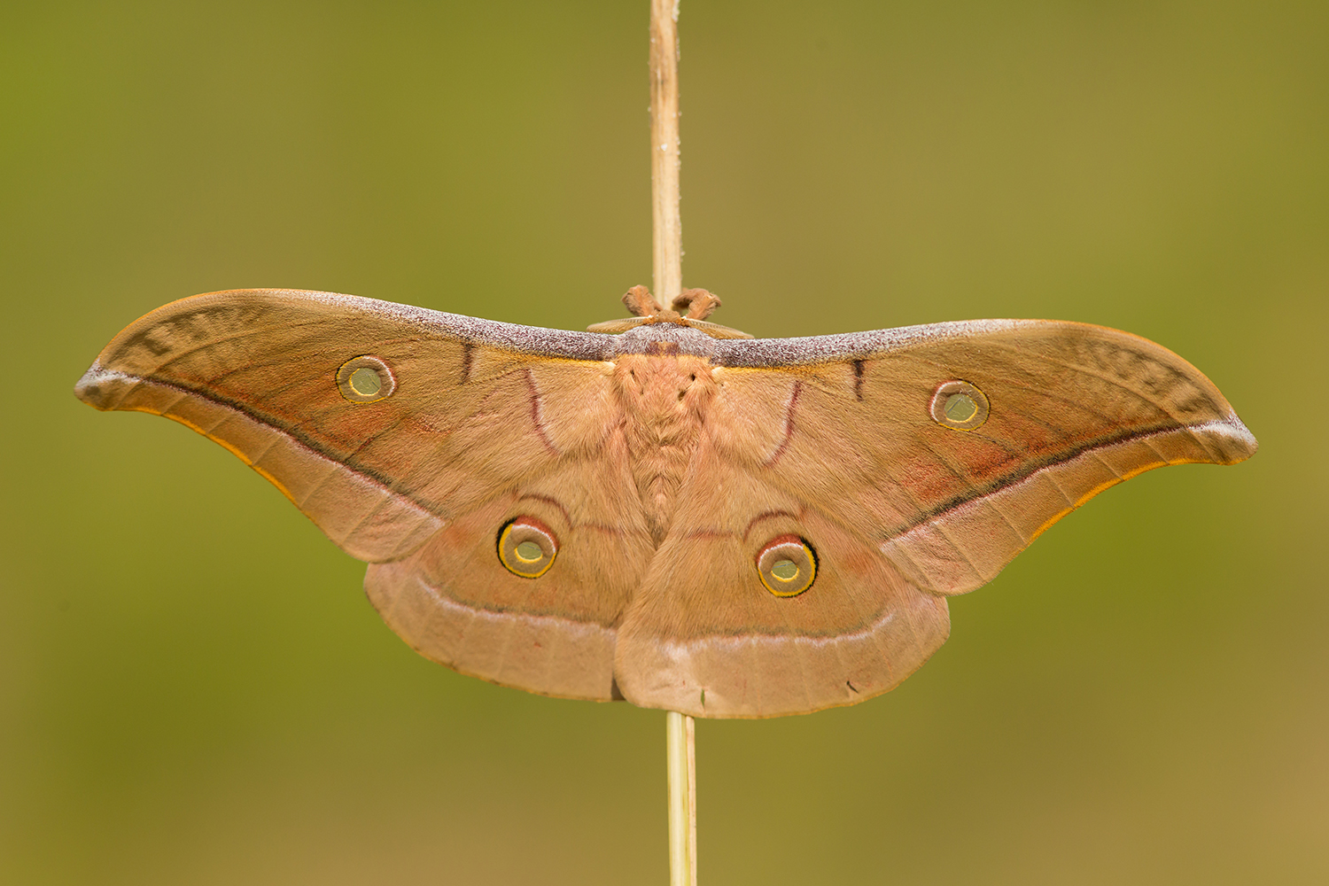 Antheraea